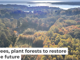 A long-running experiment is testing tree mixes to develop the healthiest forests. Mickey Pullen/Smithsonian Environmental Research Center